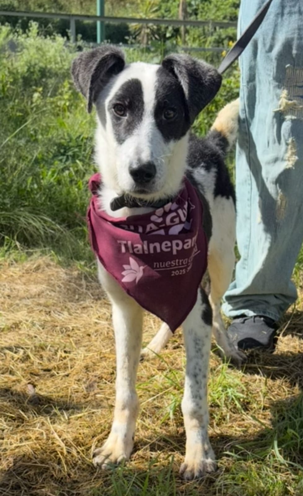 ASISTE ESTE DOMINGO A LA FERIA DE ADOPCIÓN “TU CASA, SU HOGAR” EN TLALNEPANTLA